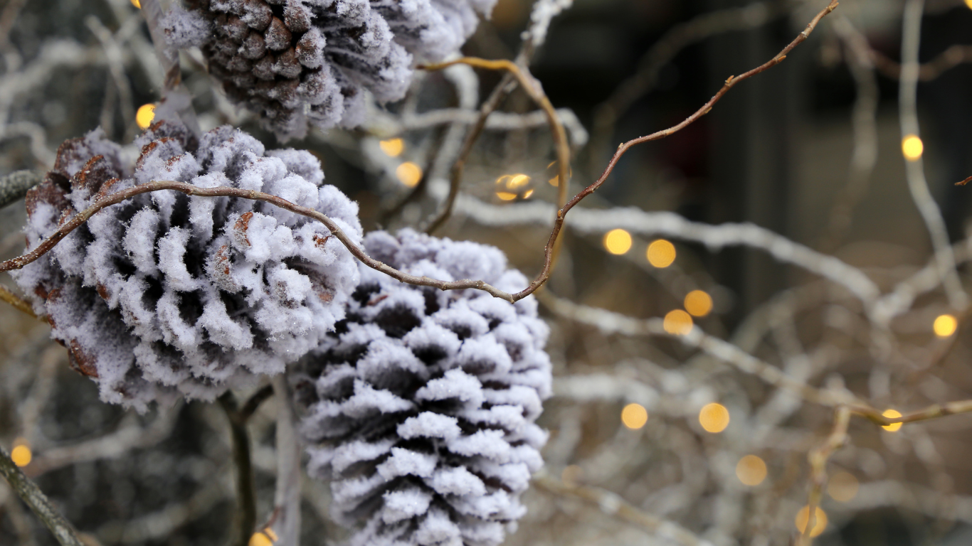 an image of pine cones dusted with snow and holiday lights in the background